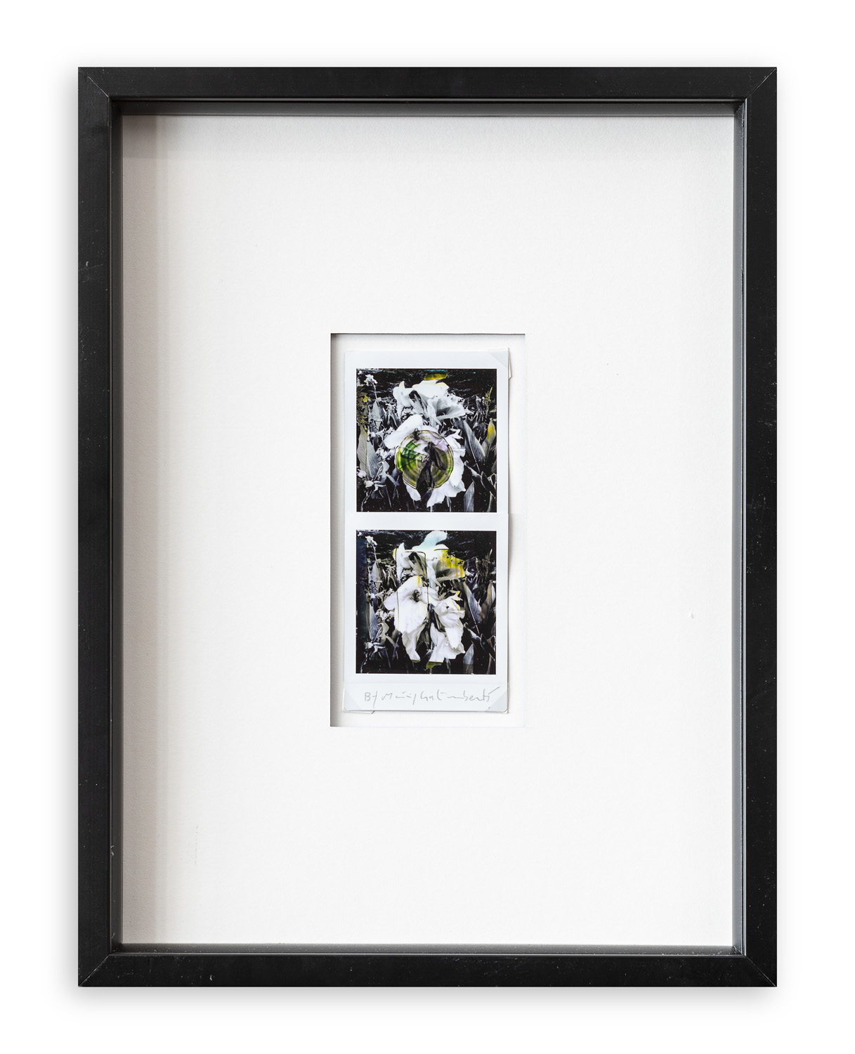 MAURIZIO GALIMBERTI (1956) - Biflowers